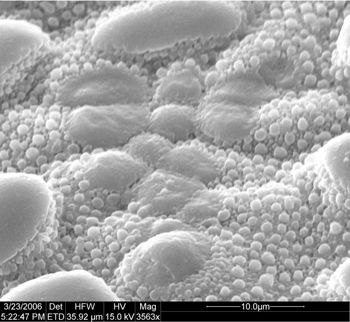 Media type: image;   Invertebrate Zoology 134693